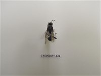 藏品(膜翅目(蜂))的圖片